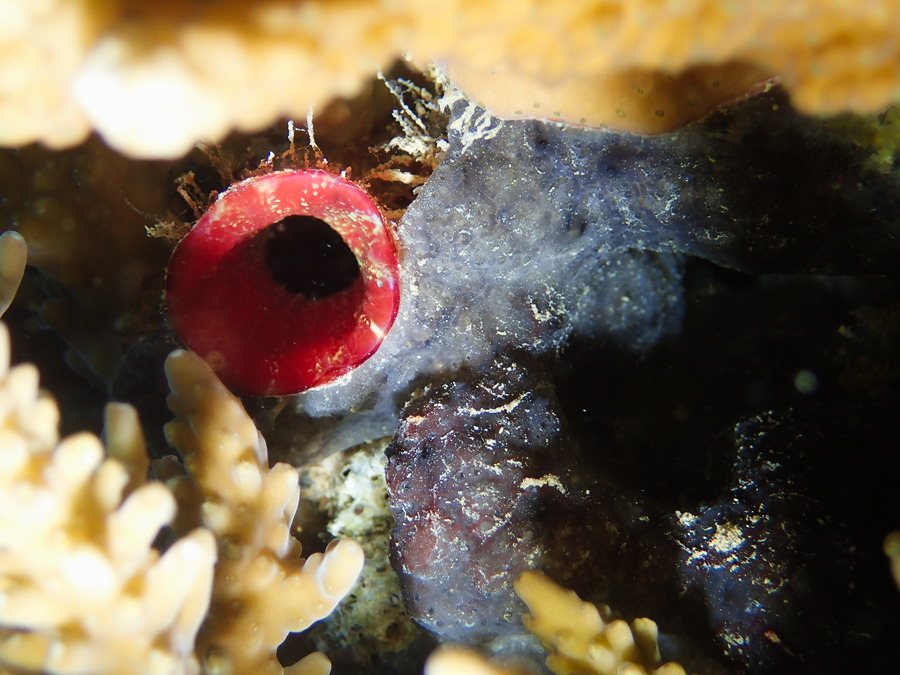 Microcosmus sp.