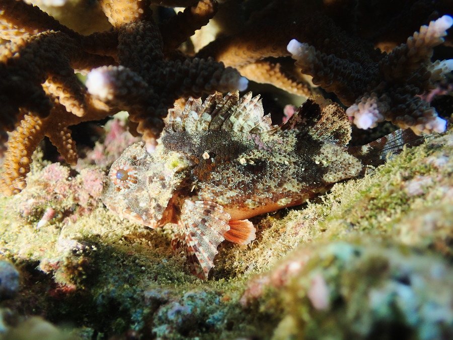 Scorpaenodes kelloggi