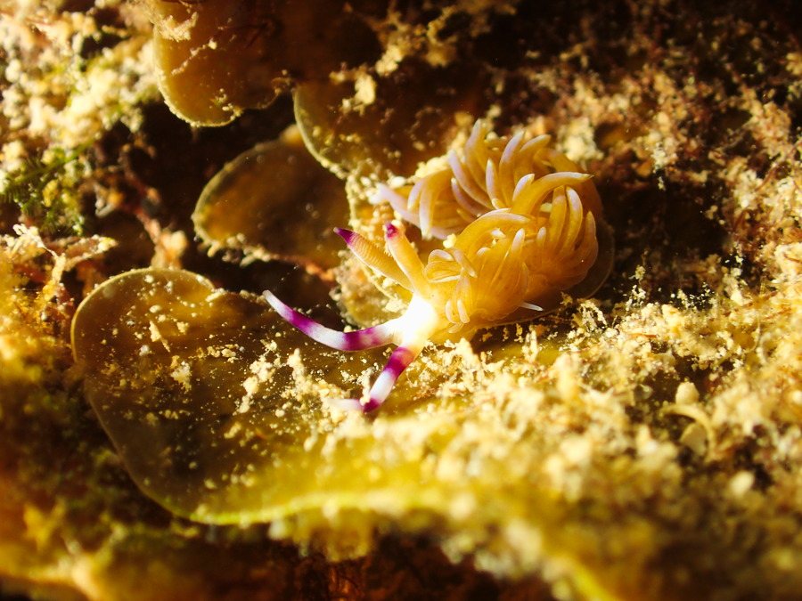 Pteraeolidia ianthina