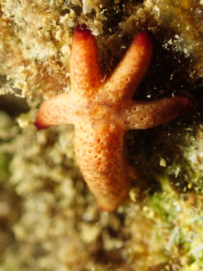 Étoile de mer
