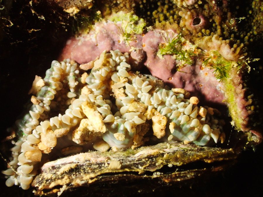 Anémone de mer