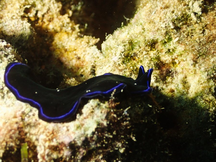 Organismes vermiformes