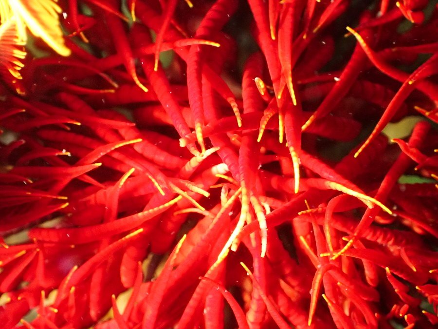Crinoïde