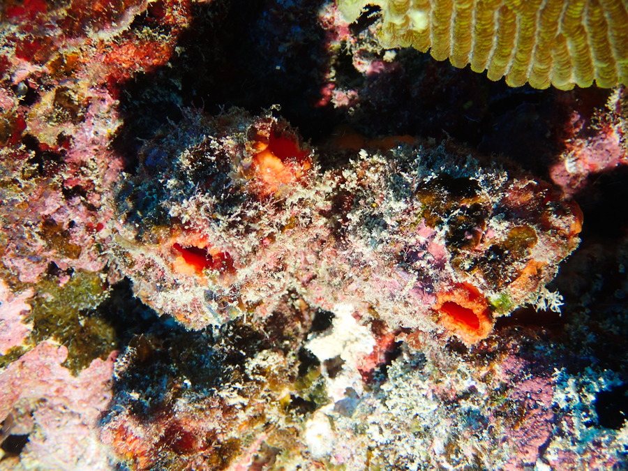 Polycarpa aurita