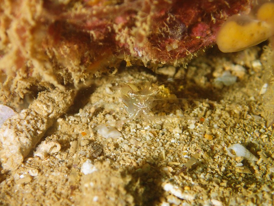Periclimenes tenuipes