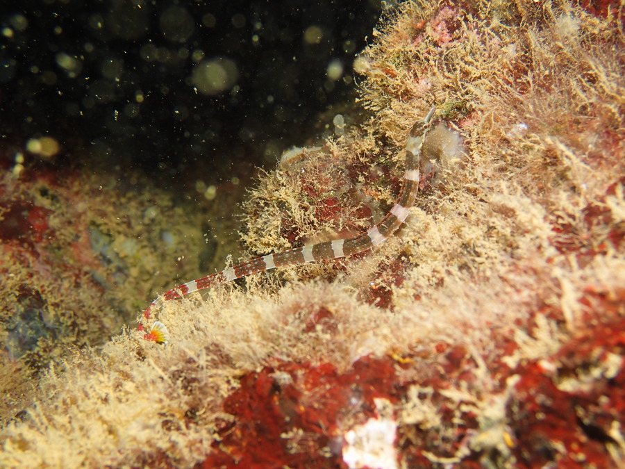 Corythoichthys amplexus