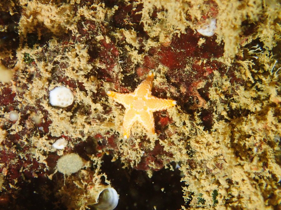 Étoile de mer