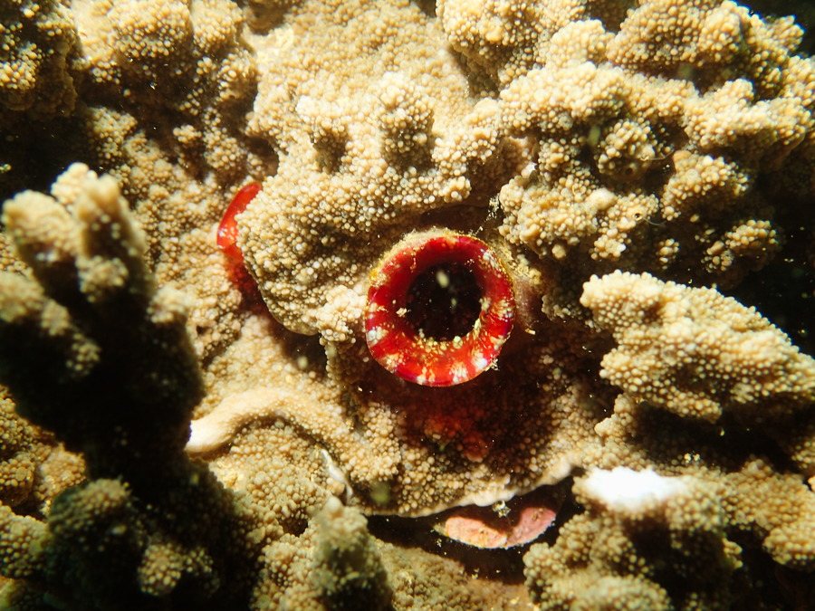 Microcosmus sp.
