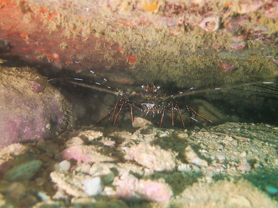 Langouste
