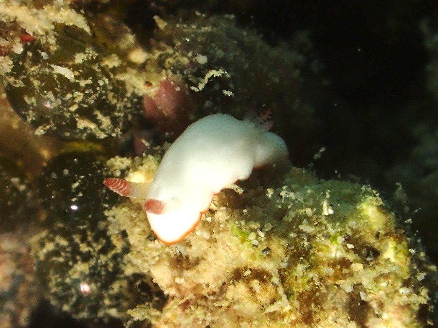 Goniobranchus preciosa