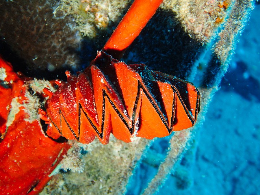 Lopha cristagalli