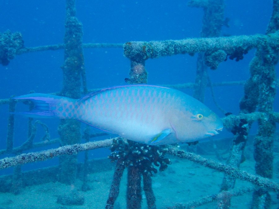 Hipposcarus longiceps