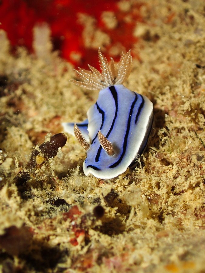 Chromodoris willani