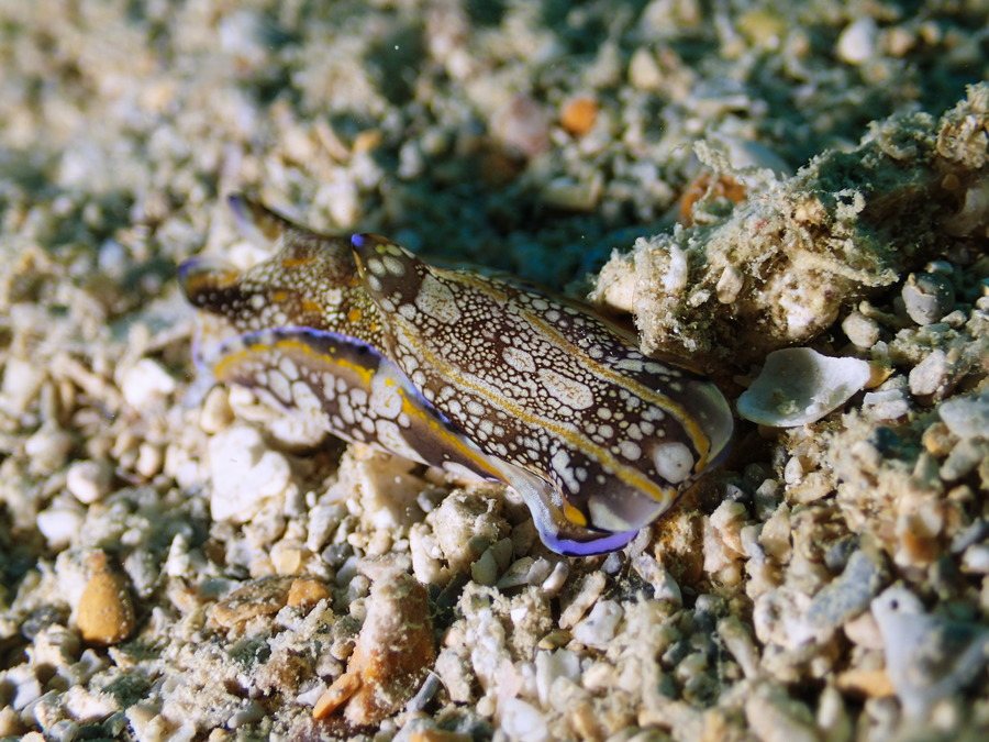 Philinopsis cyanea