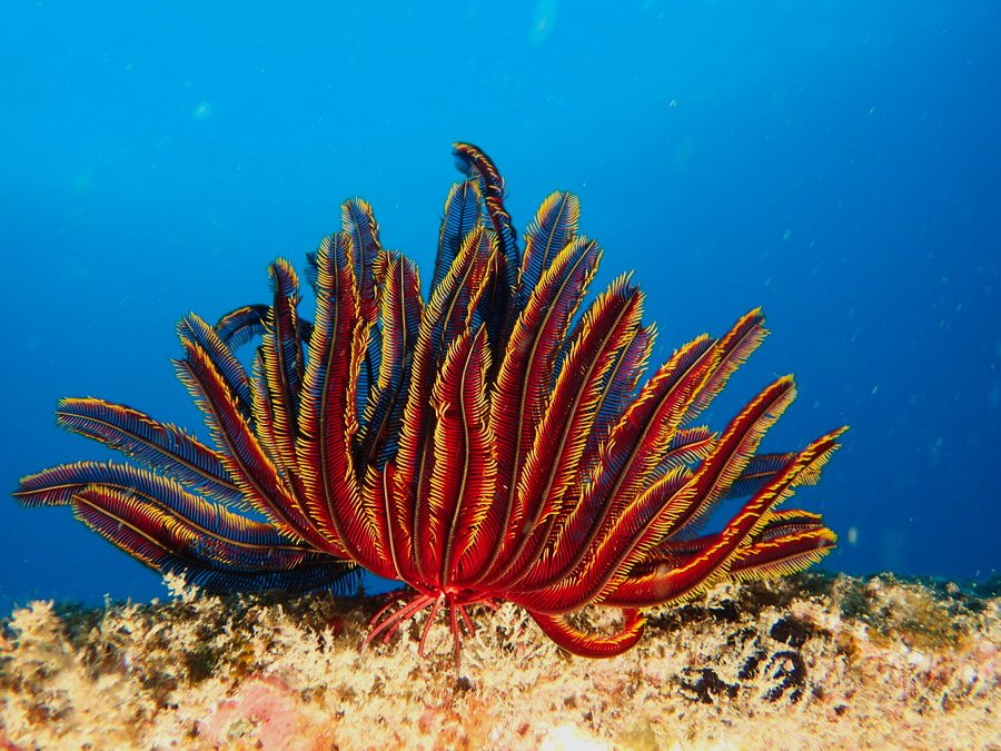Crinoïde