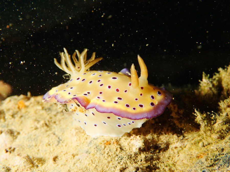 Goniobranchus kuniei