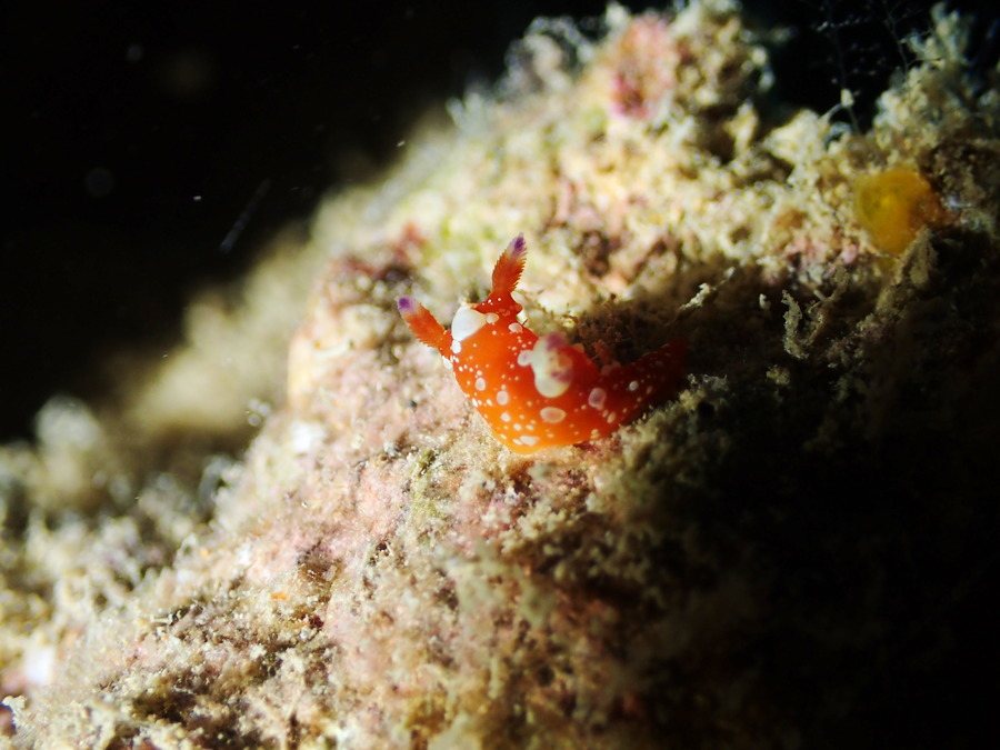 Tambja limaciformis