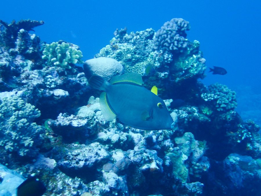 Cantherhines dumerilii