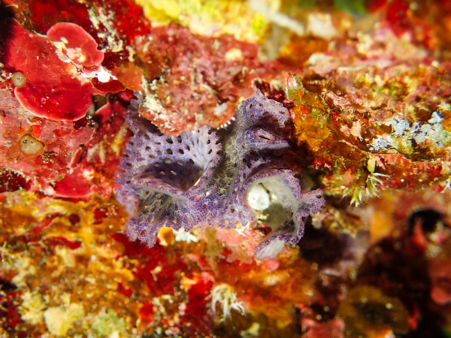 Lophophoriens
