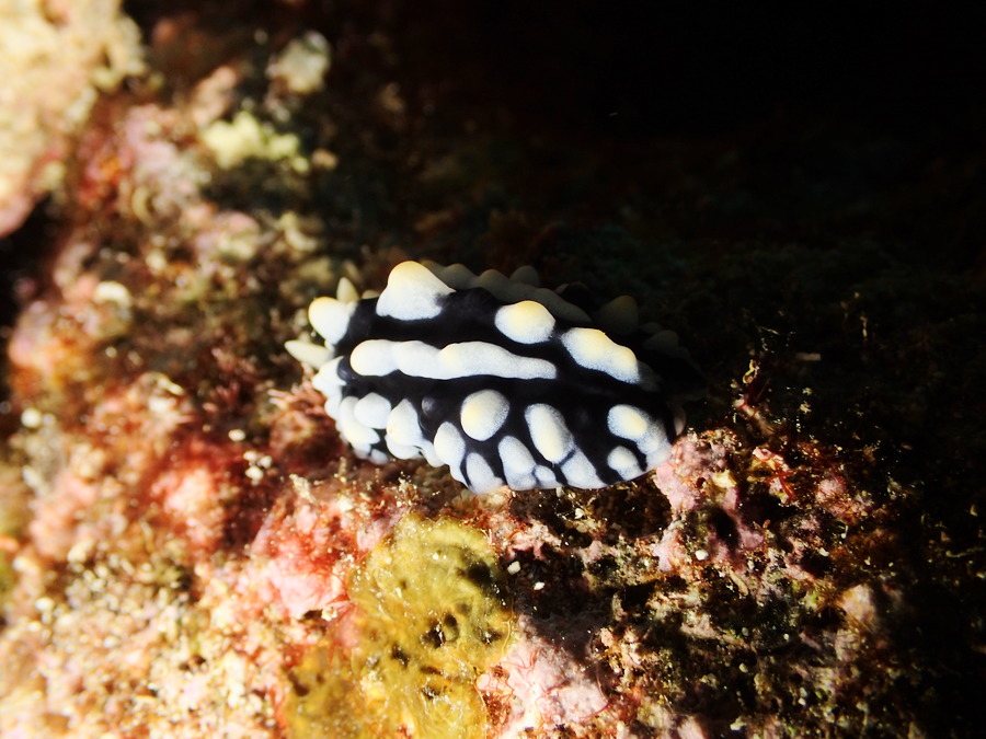 Phyllidia coelestis
