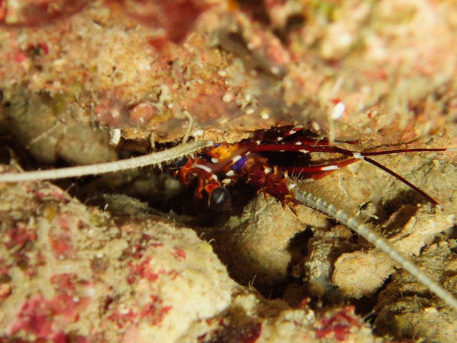 Langouste