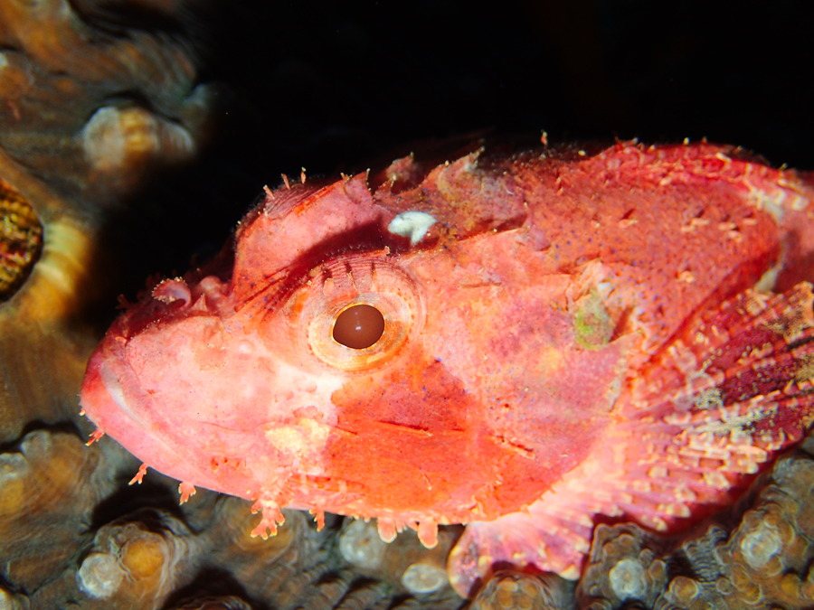 Scorpaenopsis papuensis