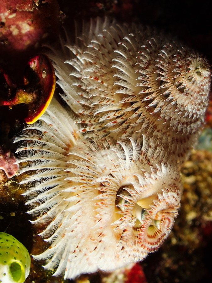 Spirobranchus corniculatus