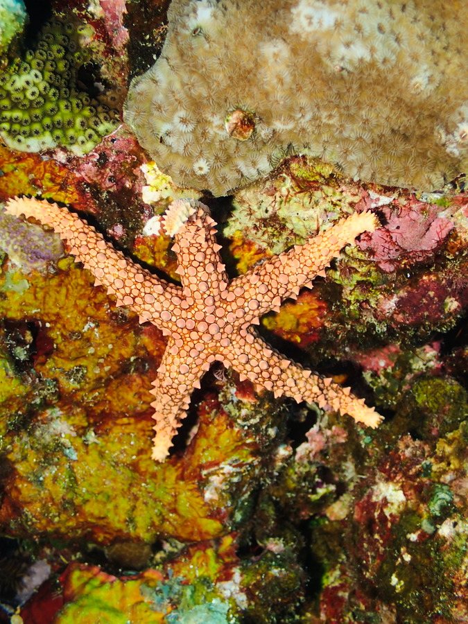 Étoile de mer