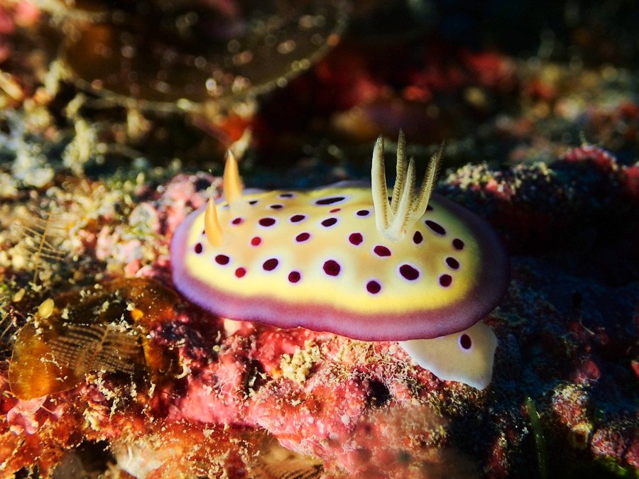 Goniobranchus kuniei