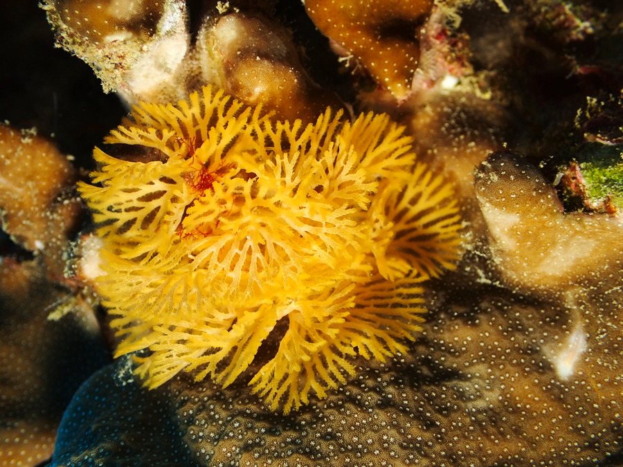 Reteporellina sp.