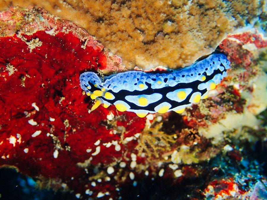 Phyllidia picta