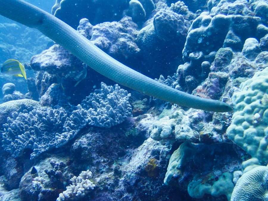 Aipysurus laevis