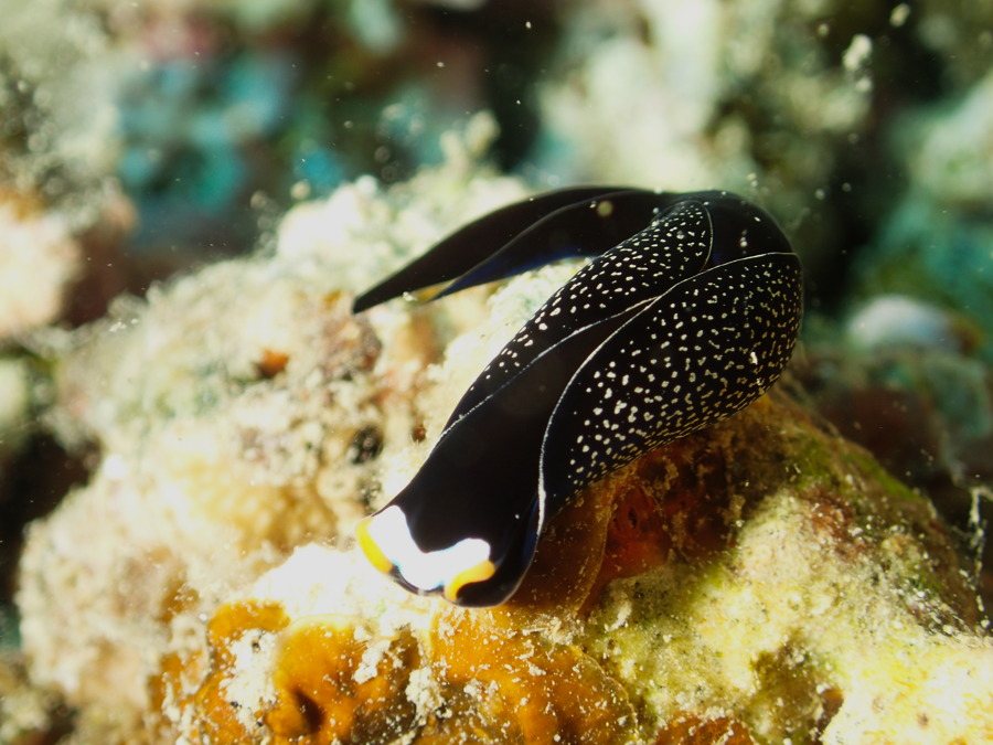 Mariaglaja inornata