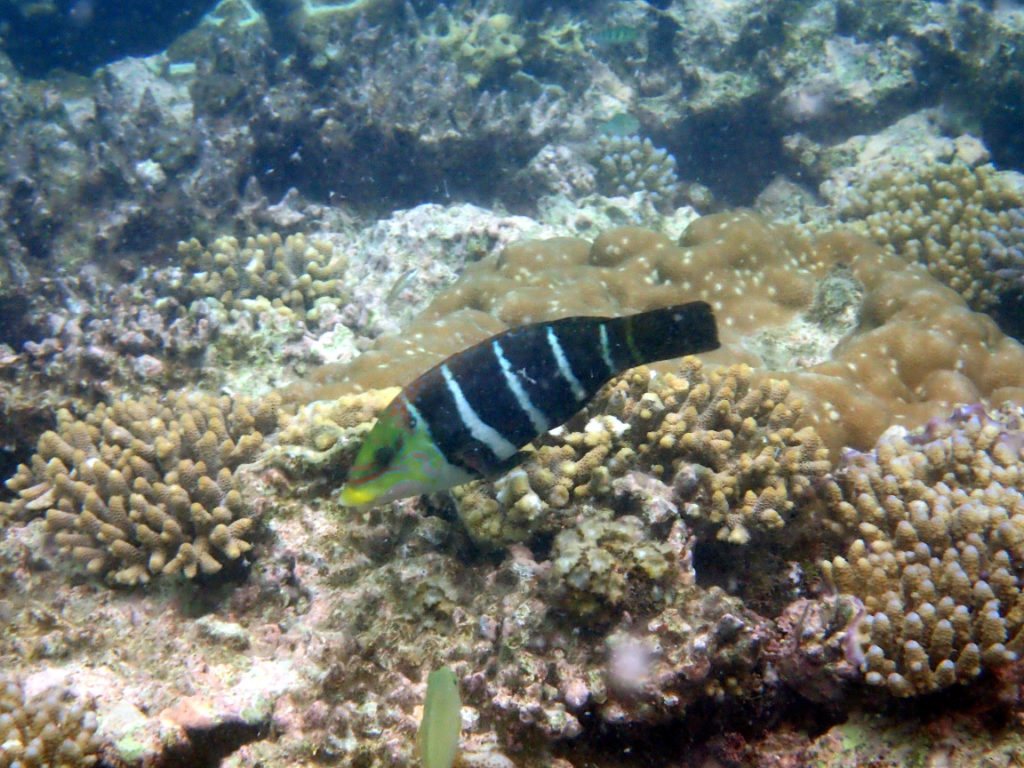 Poissons osseux