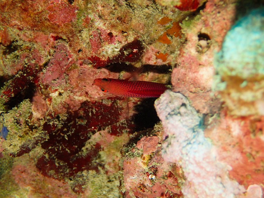 Cypho purpuraescens