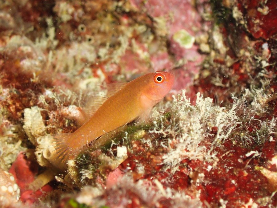 Trima benjamini