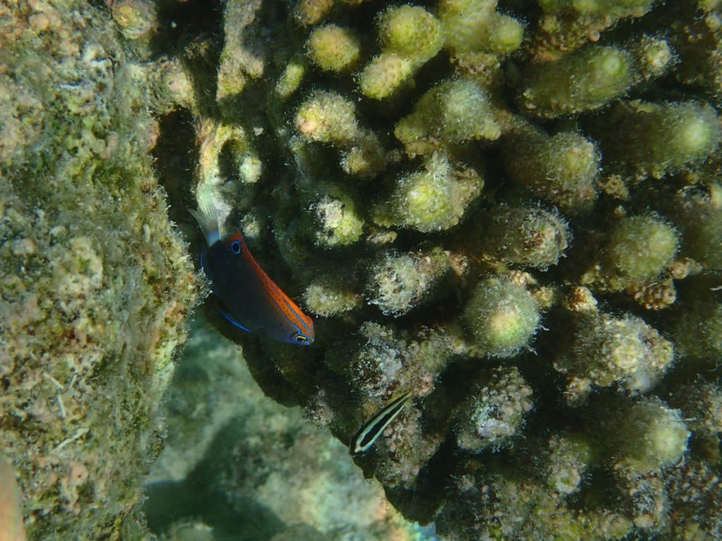 Pomacentrus bankanensis