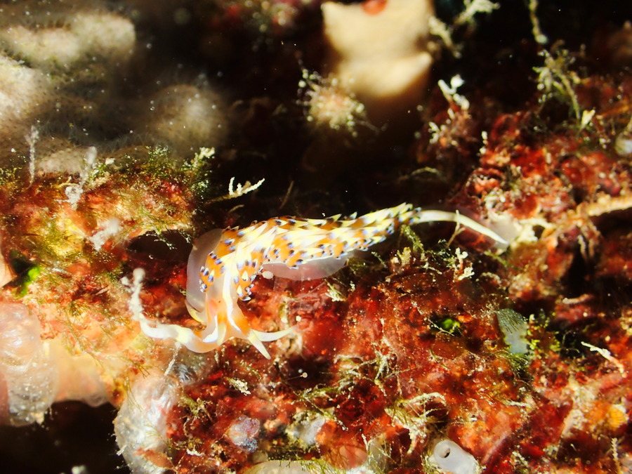 Phidiana indica