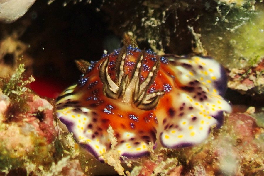 Chromodoris collingwoodi