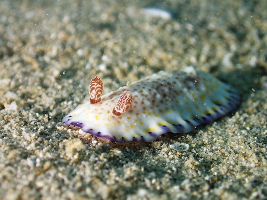 Chromodoris aureopurpurea