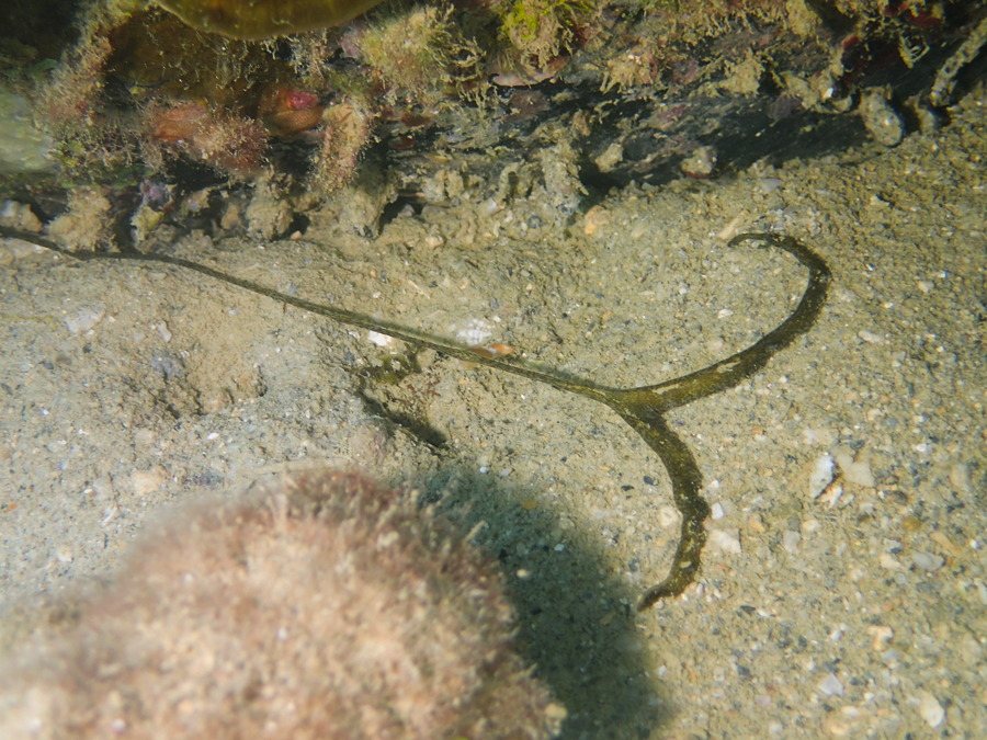 Organismes vermiformes