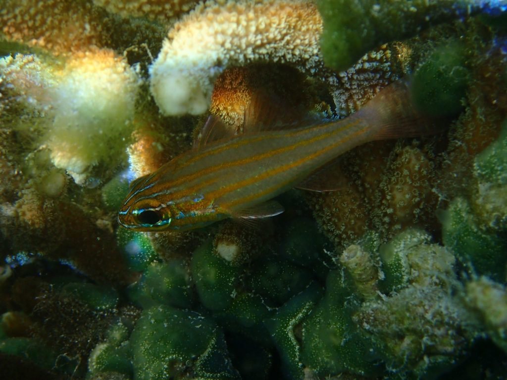 Ostorhinchus cyanosoma