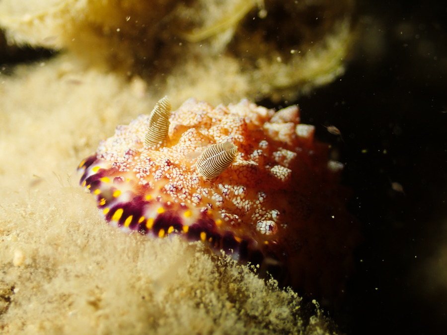 Chromodoris sp.1