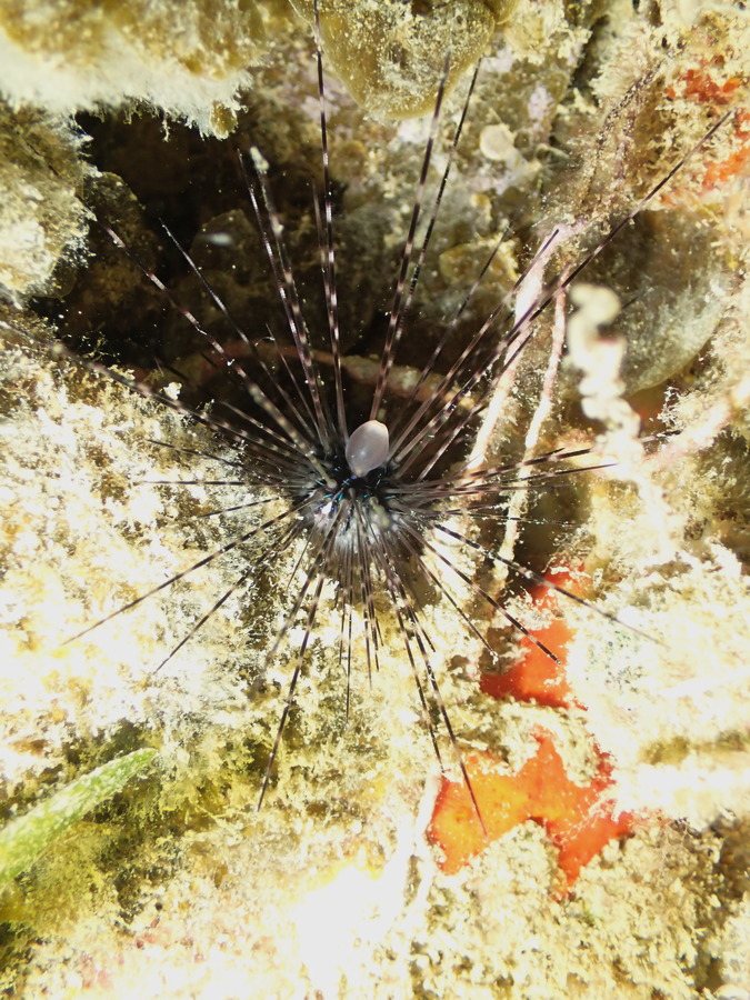 Echinothrix calamaris