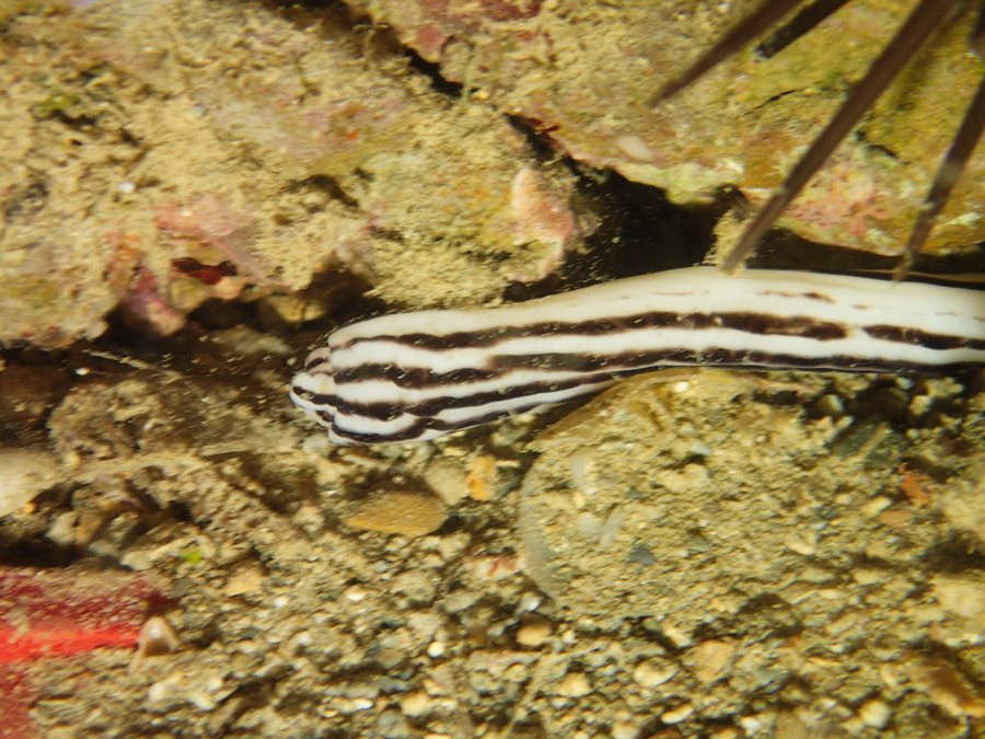 Baseodiscus quinquelineatus