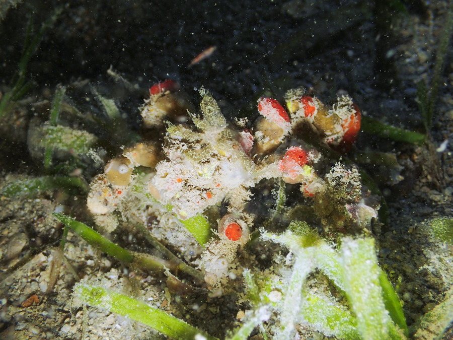Camposcia retusa