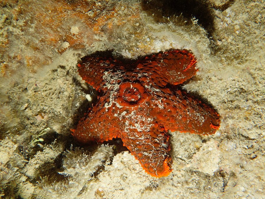 Étoile de mer