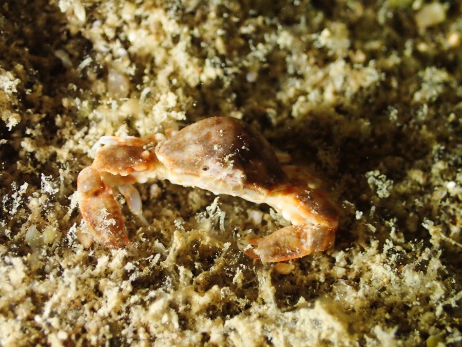 Leucosia neocaledonica