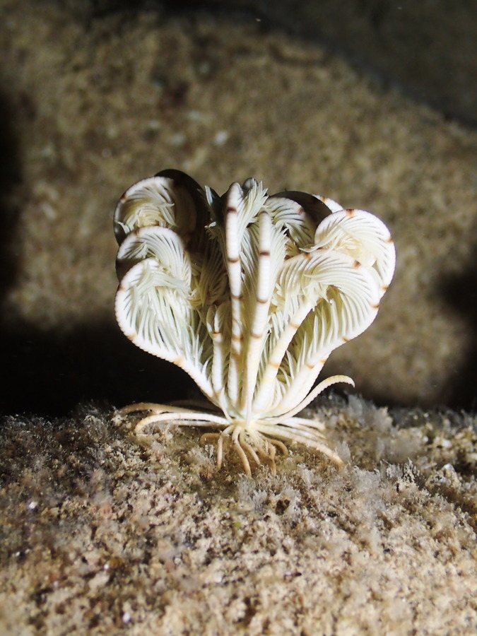Clarkcomanthus (Comantus) mirabilis