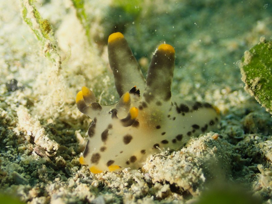 Thecacera picta